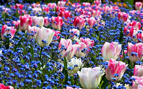 Dream Spring 2012 - field of flowers Wallpapers - HD Wallpapers 96621