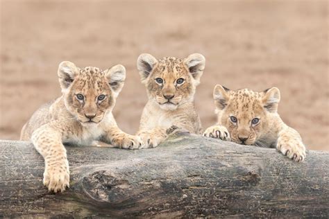 Seven African lion cubs born at West Midland Safari Park | Express & Star