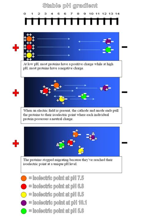 The Effect of pH on Solubility | Introduction to Chemistry