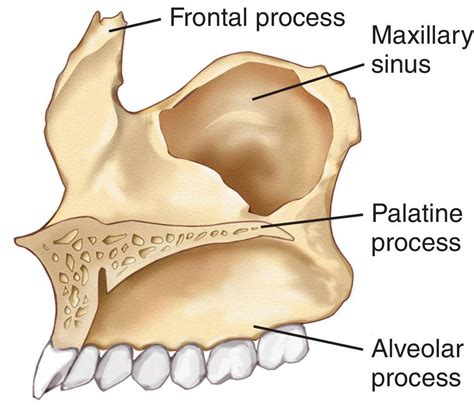 Maxilla Bone : Palatine Process; Alveolar Process | Basic anatomy and ...