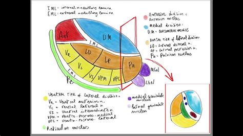 How to draw the thalamic Nuclei - YouTube