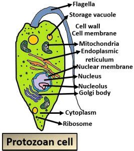 Major Groups of Microorganisms - Types, Comparison Chart & Significance ...