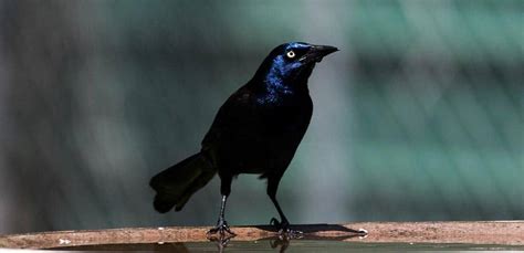 Grackle Problems? Here's How to Deter This Common Bird. - Bird-X