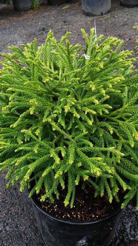 Dwarf Japanese Evergreen Trees - Okejely Garden Plant