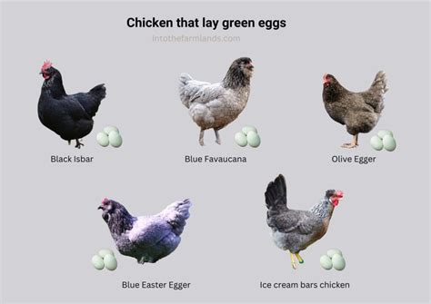 What chicken lays green eggs? - Into The Farmlands