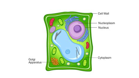 Draw a plant cell and label the parts which determine: A.The function ...