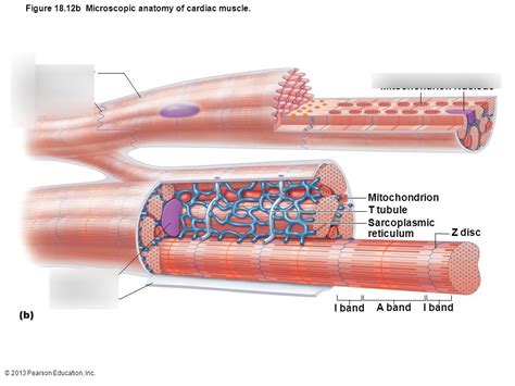 cardiac muscle Diagram | Quizlet