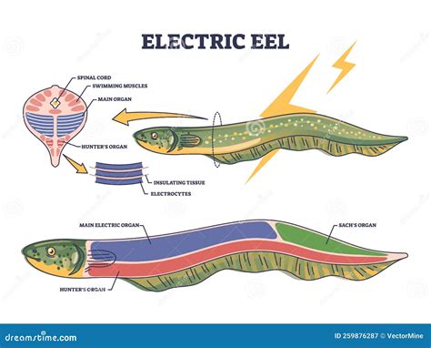 Electric Eel Anatomy As Fish Structure with Inner Organs Outline ...