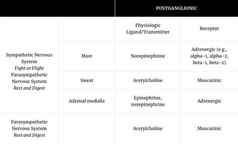 Neurons, Receptors, and Physiologic Ligands/Transmitters - Medicine ...