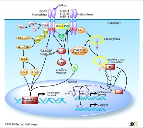 Rociletinib for Resistant Non-Small Cell Lung Cancer Patients with EGFR ...