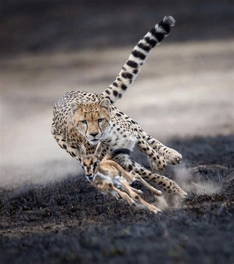 Newborn gazelle running for its life : natureismetal