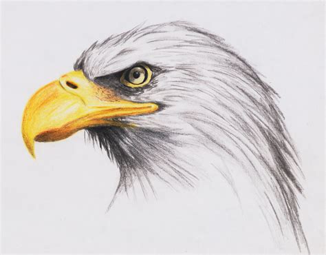 Realistic Eagle Drawing at PaintingValley.com | Explore collection of ...