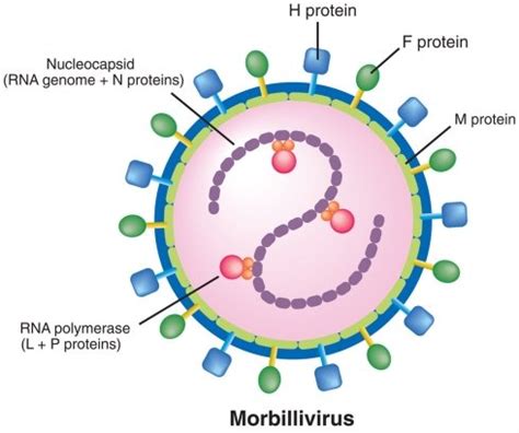 Measles Virus Structure