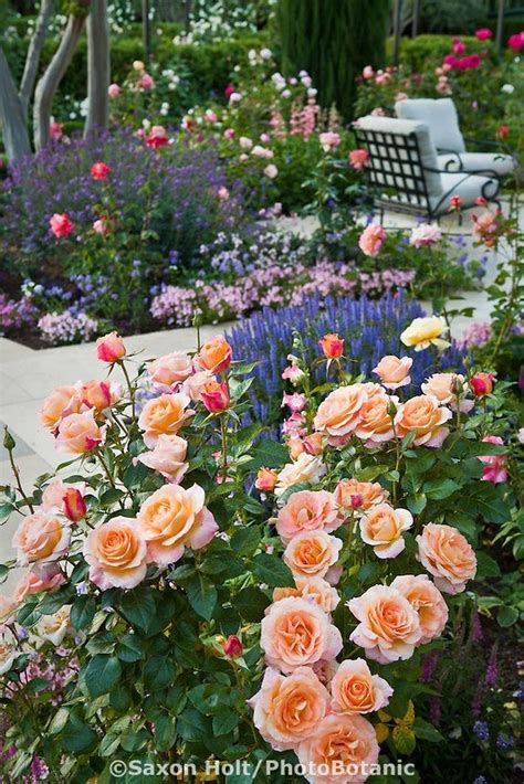 | Rose garden design, Rose garden landscape, Flower garden