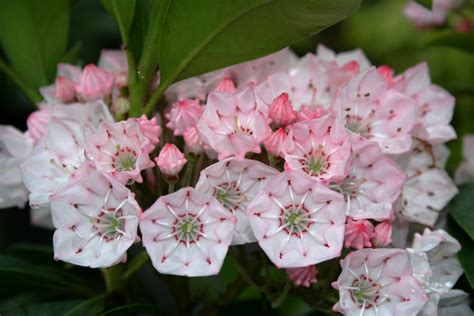 Photo #8977 | Kalmia latifolia 'Big Boy' | plant lust