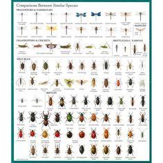 Insect Identification Chart: | Insect identification, Bug ...