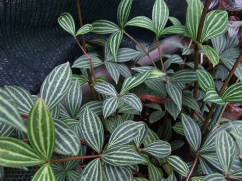 25 Types of Peperomia That Make Great Houseplants – The Green ...