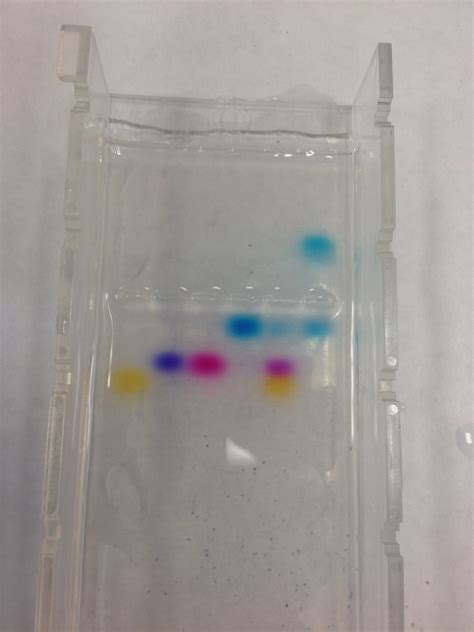 Gel electrophoresis for DNA | General Biology 1 and Math 1175