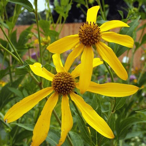 Rudbeckia laciniata (Wild Golden Glow) Wildflower Seed | Wildflower ...