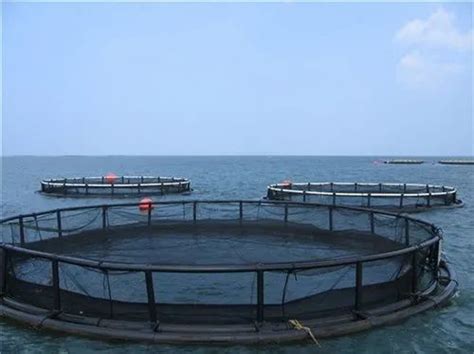 HDPE Fish Cage, For Fishing at Rs 15000/unit in Mumbai | ID: 22702517955