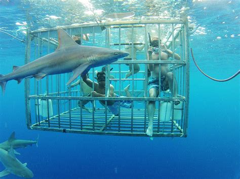 Shark Cage Diving Hawaii | North Shore Shark Adventures