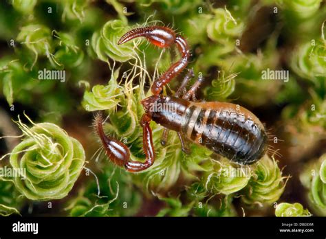 Pseudoscorpion, UK species, dorsal view Stock Photo, Royalty Free Image ...