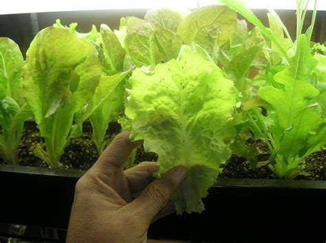 Growing Green Lettuce Indoors - PHOENIX VOYAGE