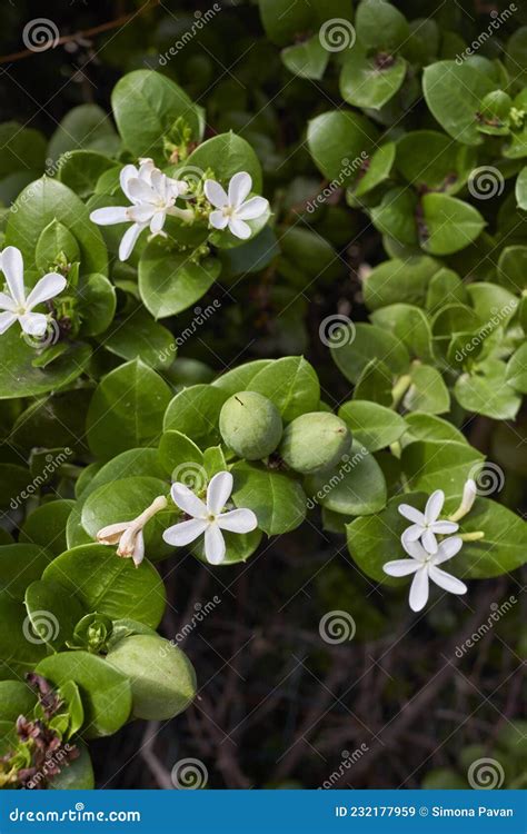 Carissa Macrocarpa Shrub in Bloom Stock Image - Image of fruit, bloom ...