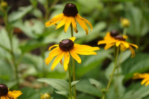 Must-Have Host Plants for Your Butterfly Garden - Save Our Monarchs