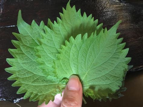 Shiso Leaf Decoration Or Tasty? - Obsessed with Japan