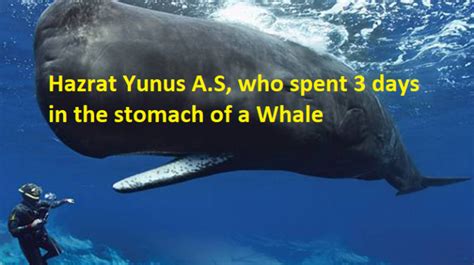 Story: Prophet Yunus who was swallowed by a whale - Life in Saudi Arabia