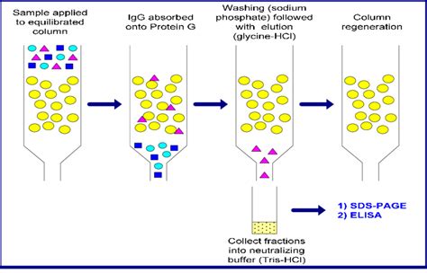 4 Working steps of affinity chromatography | Download Scientific Diagram