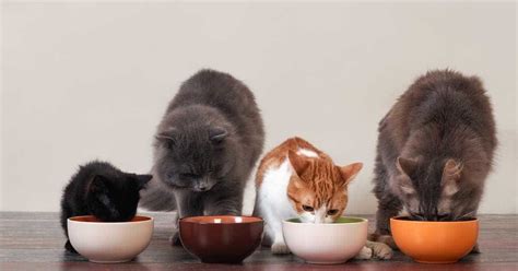 Tasty Homemade Cat Food Gravy Recipes for Your Pet