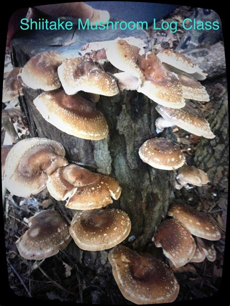 Shiitake Mushroom Log Inoculation Class | 2 Fun Guys