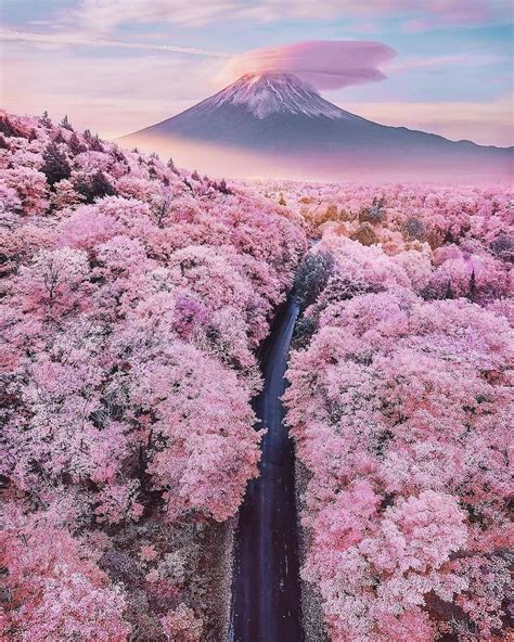 Mount Fuji & Cherry Blossom Surrounding | Beautiful nature, Nature ...