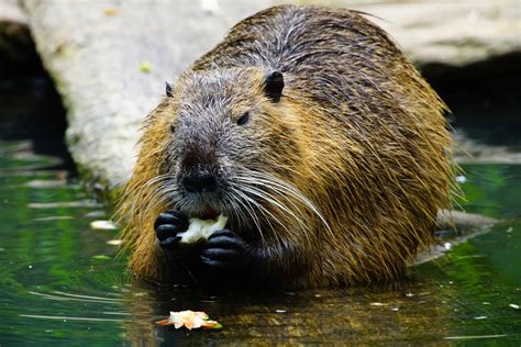 20 Facts about Beavers - Behaviors, Habitat, Senses & More | Facts.net