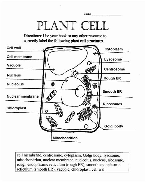 Label Plant And Animal Cell Worksheet Pdf