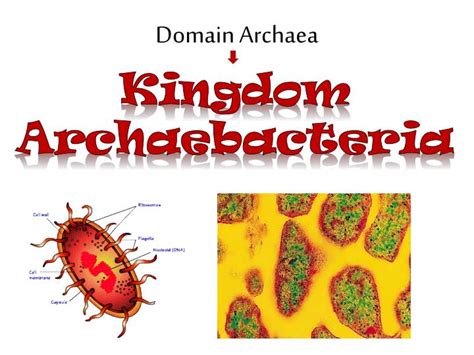 PPT - Biological Kingdoms PowerPoint Presentation - ID:1968731