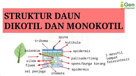 Struktur Daun Dikotil Dan Monokotil Lengkap Youtube - Riset