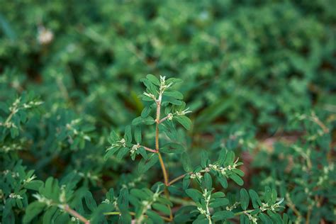 How to Control Spotted Spurge in the Lawn • GreenView