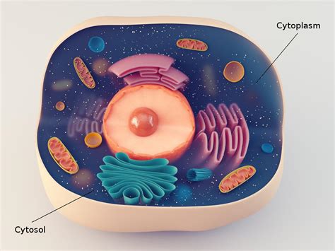 Cytosol Vs. Cytoplasm