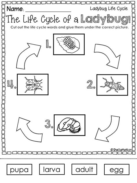 Printable Ladybug Life Cycle Worksheet