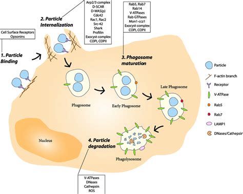 The phagocytosis process in Drosophila. (1-2) Recognition of the target ...