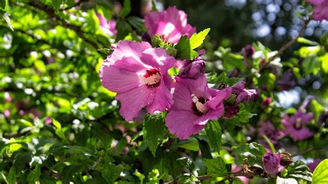 3 Most Important Tips On Pruning A Rose Of Sharon