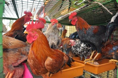 Country Chicken Farming Project Report, Cost and Profit | Agri Farming