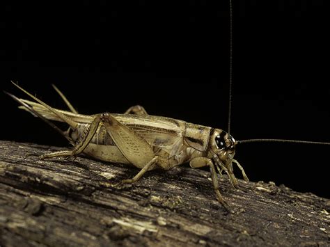 Hire Pest Controllers To Remove Cricket Infestation In Canberra - My ...