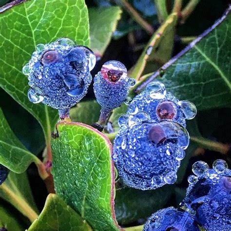 Indian Hawthorn Berries Photograph by Eric Suchman - Pixels