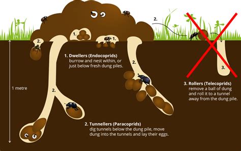 Dung Beetle Life Cycle - Dung Beetles for Farmers