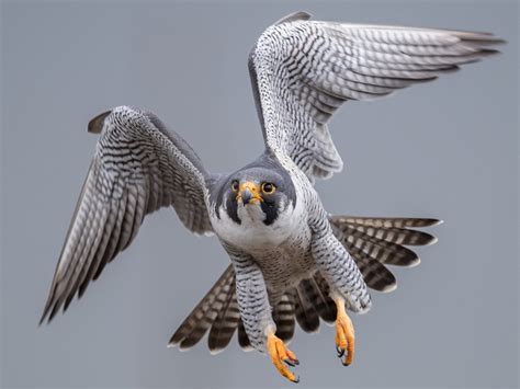 Peregrine Falcon | Urban Raptor Conservancy