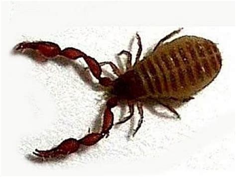 Pseudoscorpion Zoology (Ireland) - YouTube